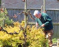 Senior man using shears to cut a hedge in Garden.