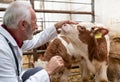 Veterinarian checking baby calf in cowshed