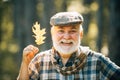 Senior man on a walk in a forest in an autumn nature holding leaves. Smiling senior man holding yellow autumn leaves at Royalty Free Stock Photo