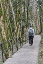 Senior man walking along tourist trail in relic forest. Royalty Free Stock Photo