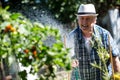 Senior man watering plants with a hose Royalty Free Stock Photo