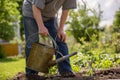 Senior man watering the tomatoes plants at his huge garden, gardening concept Royalty Free Stock Photo