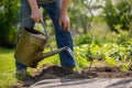 Senior man watering the tomatoes plants at his huge garden, gardening concept Royalty Free Stock Photo