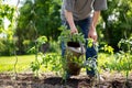 Senior man watering the tomatoes plants at his huge garden, gardening concept Royalty Free Stock Photo