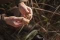 Senior man wearing outdoor gear jacket holding at the hands fresh mushrooms Royalty Free Stock Photo