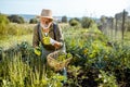 Senior man working on an organic vegetable garden Royalty Free Stock Photo