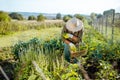 Senior man working on an organic vegetable garden Royalty Free Stock Photo