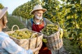 Senior man with young woman with grapes on the vineyard