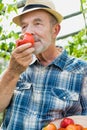 Senior mature farmer smelling tomatoes at farm