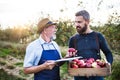 A senior man with adult son picking apples in orchard in autumn. Royalty Free Stock Photo