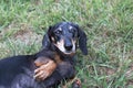 Senior Miniature Black and Tan Dapple Dachshund