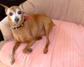 Senior Miniature Pinscher