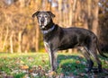 A senior mixed breed dog with a gray face