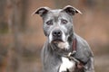 Senior older female Blue Gray Pit Bull Terrier mix breed dog outside on a leash Royalty Free Stock Photo