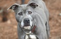 Senior older female Blue Gray Pit Bull Terrier mix breed dog outside on a leash Royalty Free Stock Photo