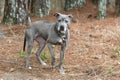 Senior older female Blue Gray Pit Bull Terrier mix breed dog outside on a leash Royalty Free Stock Photo