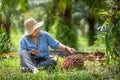 Senior owner Asia woman checking bunch of red palm seed at garden