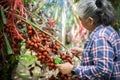 Senior owner Asia woman checking tag date to harvest Sala or Zalacca, sweet and sour fruit Thailand,Tropical fruit , harvest time