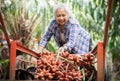 Senior owner Asia woman with garden of Sala or Zalacca, sweet and sour fruit Thailand isolated, Thai fruit , harvest time and