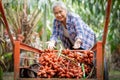 Senior owner Asia woman with garden of Sala or Zalacca, sweet and sour fruit Thailand . Thai fruit , harvest time and gardening