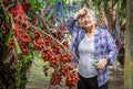 Senior owner Asia woman with garden of Sala or Zalacca, sweet and sour fruit Thailand . Thai fruit , harvest time and gardening