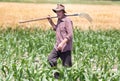 Senior peasant in corn field Royalty Free Stock Photo