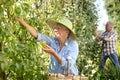 Senior people picking pears from trees