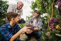 Senior is picking grapes with his son and grandson