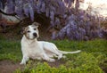 Senior pitbull dog laying on the grass with Wisteria vines