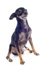 Senior miniature pinscher Royalty Free Stock Photo