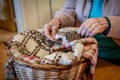 senior putting a warm blanket over a hedgehog in a basket