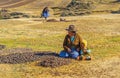 Frost Drying Potatoes by Quechua Indigenous, Peru Royalty Free Stock Photo