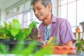 Senior retired asian male trimming little plant in his home grasshouse indoor garden for happy elder lifestyle concept Royalty Free Stock Photo