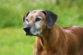 Senior Rhodesian Ridgeback Female Royalty Free Stock Photo