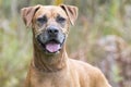 Senior Rhodesian Ridgeback Pointer Cur mix breed dog panting tongue