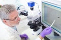 Senior scientist microscoping in lab. Royalty Free Stock Photo