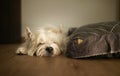 Senior sleeping Westie dog bedside bed