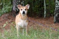 Senior spayed female Shepherd and Corgi mix breed dog with big ears outside on leash