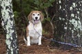 Chubby neutered Beagle dog outside on leash