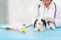 Senior specialist veterinary examining rabbit in clinic