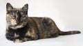 Senior tortoiseshell cat looking at camera and judging. Cat with piercing yellow eyes against white background.