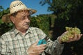 Senior vintner examining grapes