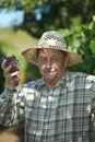 Senior vintner examining grapes Royalty Free Stock Photo