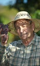 Senior vintner examining grapes Royalty Free Stock Photo