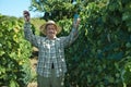Senior vintner working in vinery