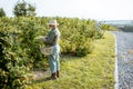 Senior man collecting blackberries Royalty Free Stock Photo