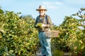 Senior man collecting blackberries Royalty Free Stock Photo