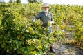 Senior man collecting blackberries Royalty Free Stock Photo