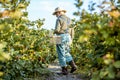 Senior man collecting blackberries Royalty Free Stock Photo