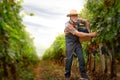 Senior well-dressed winemaker walking with basket full of freshly picked up wine